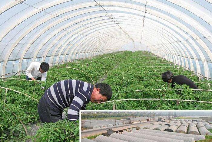 大棚無(wú)紡布