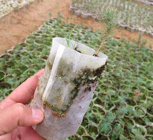 育苗袋無(wú)紡布的好處有哪些