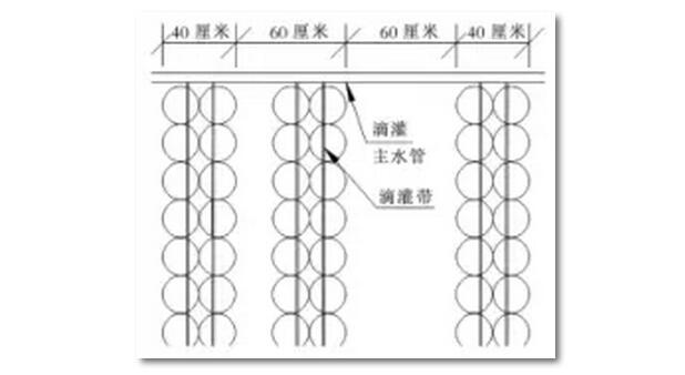 供水系統(tǒng)通過將水庫與滴灌相結(jié)合來實現(xiàn)
